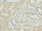 OMA1 Zinc Metallopeptidase antibody, LS-C397343, Lifespan Biosciences, Immunohistochemistry frozen image 
