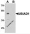 UbiA Prenyltransferase Domain Containing 1 antibody, 7751, ProSci, Western Blot image 