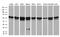 Ring Finger Protein 1 antibody, M01824, Boster Biological Technology, Western Blot image 
