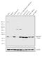 Corticosteroid 11-beta-dehydrogenase isozyme 1 antibody, PA5-21586, Invitrogen Antibodies, Western Blot image 