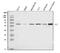 YY1 Transcription Factor antibody, M00833-2, Boster Biological Technology, Western Blot image 