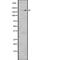 LDL Receptor Related Protein 6 antibody, PA5-67902, Invitrogen Antibodies, Western Blot image 