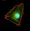 Paxillin antibody, NBP2-61576, Novus Biologicals, Immunofluorescence image 
