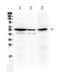 Aldehyde Dehydrogenase 1 Family Member A3 antibody, PA5-78756, Invitrogen Antibodies, Western Blot image 