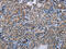 Major Facilitator Superfamily Domain Containing 2A antibody, CSB-PA196650, Cusabio, Immunohistochemistry frozen image 