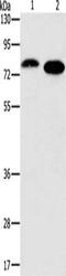 Protein Kinase C Alpha antibody, CSB-PA105506, Cusabio, Western Blot image 
