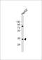 Aldo-Keto Reductase Family 7 Member A3 antibody, LS-C392625, Lifespan Biosciences, Western Blot image 