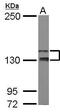 TAO Kinase 2 antibody, GTX111170, GeneTex, Western Blot image 