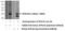 Apolipoprotein L Domain Containing 1 antibody, 24455-1-AP, Proteintech Group, Western Blot image 