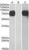 Golgi Membrane Protein 1 antibody, LS-B4441, Lifespan Biosciences, Western Blot image 