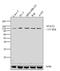 Signal Transducer And Activator Of Transcription 2 antibody, 44-362G, Invitrogen Antibodies, Western Blot image 