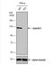 ADAM 17 antibody, NBP2-15281, Novus Biologicals, Western Blot image 