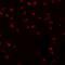 Karyopherin Subunit Alpha 3 antibody, A06131, Boster Biological Technology, Immunofluorescence image 