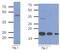 Bone Morphogenetic Protein 8b antibody, AM50356PU-S, Origene, Western Blot image 