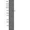 NDC80 Kinetochore Complex Component antibody, abx147411, Abbexa, Western Blot image 