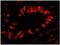 Splicing Factor 3b Subunit 2 antibody, NB100-79847, Novus Biologicals, Immunofluorescence image 