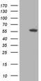 TRNA Methyltransferase 5 antibody, CF809321, Origene, Western Blot image 