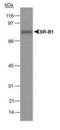 HIF1-alpha antibody, MA5-16019, Invitrogen Antibodies, Western Blot image 