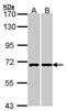 RIC8 Guanine Nucleotide Exchange Factor A antibody, GTX107712, GeneTex, Western Blot image 