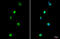 AIF1 antibody, GTX100042, GeneTex, Immunocytochemistry image 
