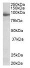 Neuroligin 4 X-Linked antibody, orb12325, Biorbyt, Western Blot image 