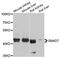 SMAD Family Member 7 antibody, A12343, ABclonal Technology, Western Blot image 