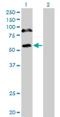 RNA-binding protein DEF-3 antibody, H00010180-M16, Novus Biologicals, Western Blot image 