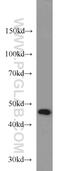 Transducin beta-like protein 2 antibody, 12488-1-AP, Proteintech Group, Western Blot image 