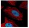 Actinin Alpha 4 antibody, NBP2-15357, Novus Biologicals, Immunocytochemistry image 