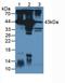 Actin Alpha Cardiac Muscle 1 antibody, LS-C663101, Lifespan Biosciences, Western Blot image 