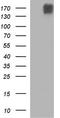 Phospholipase B1 antibody, LS-C788326, Lifespan Biosciences, Western Blot image 