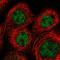 SUMO Specific Peptidase 6 antibody, HPA024376, Atlas Antibodies, Immunofluorescence image 