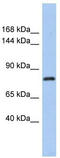 Kelch Like Family Member 32 antibody, TA340218, Origene, Western Blot image 