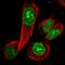 Cell Division Cycle Associated 8 antibody, HPA028120, Atlas Antibodies, Immunofluorescence image 