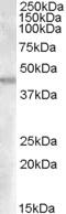 Glutamic-Oxaloacetic Transaminase 2 antibody, MBS421070, MyBioSource, Western Blot image 