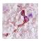 Complexin 2 antibody, A08799, Boster Biological Technology, Immunohistochemistry frozen image 