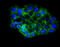EPH Receptor B2 antibody, A01507-1, Boster Biological Technology, Immunocytochemistry image 