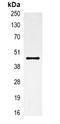 Actin Alpha 1, Skeletal Muscle antibody, LS-C413476, Lifespan Biosciences, Immunoprecipitation image 