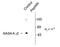 Gamma-Aminobutyric Acid Type A Receptor Gamma2 Subunit antibody, NBP1-28661, Novus Biologicals, Western Blot image 