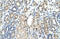 Nampt antibody, ARP42255_T100, Aviva Systems Biology, Immunohistochemistry paraffin image 