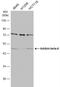 Inhibin Subunit Beta A antibody, NBP1-30928, Novus Biologicals, Western Blot image 