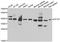 Eukaryotic Translation Initiation Factor 3 Subunit H antibody, LS-C748430, Lifespan Biosciences, Western Blot image 