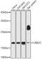 Ubiquitin-conjugating enzyme E2 C antibody, GTX33567, GeneTex, Western Blot image 