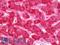 Fumarate Hydratase antibody, LS-B10789, Lifespan Biosciences, Immunohistochemistry frozen image 