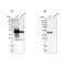 Alpha-Methylacyl-CoA Racemase antibody, NBP1-87169, Novus Biologicals, Western Blot image 