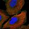 Ankyrin-3 antibody, NBP2-58275, Novus Biologicals, Immunofluorescence image 