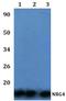 Neuregulin 4 antibody, A10304, Boster Biological Technology, Western Blot image 