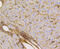 Solute Carrier Family 2 Member 1 antibody, 13-944, ProSci, Immunohistochemistry paraffin image 