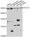 SET Domain Containing 2, Histone Lysine Methyltransferase antibody, STJ25493, St John