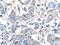 G Protein Subunit Beta 3 antibody, 10081-1-AP, Proteintech Group, Immunohistochemistry frozen image 